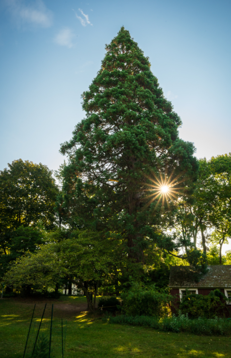 giant sequoia