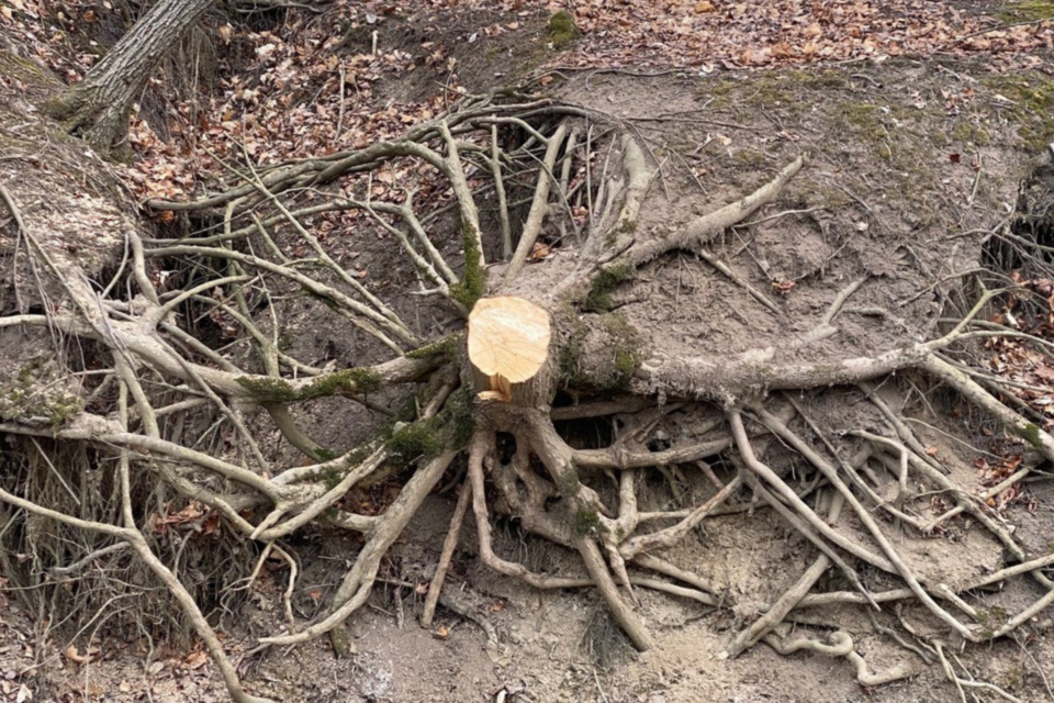 Tree stump