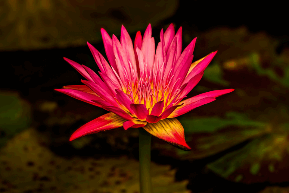 Water lily