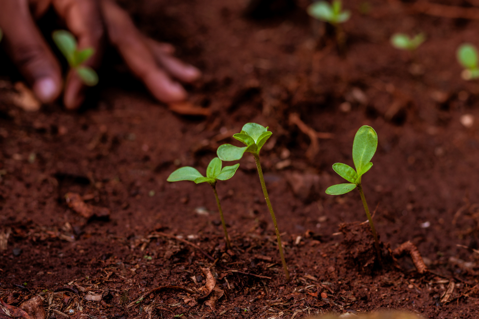 planting seeds