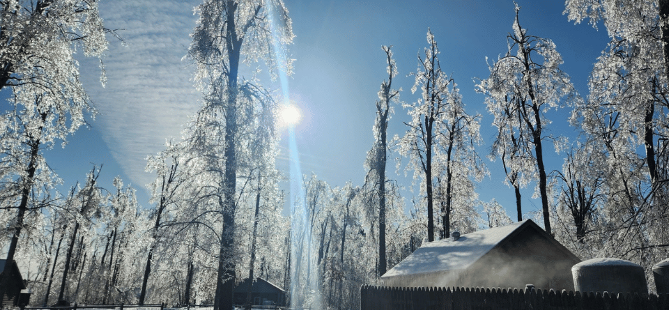 Ice hanging on tree branches following a storm