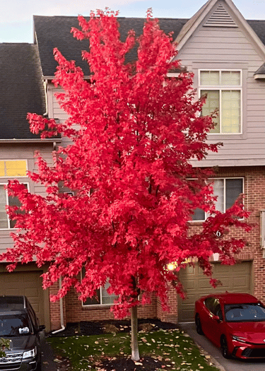 Maple tree in the fall