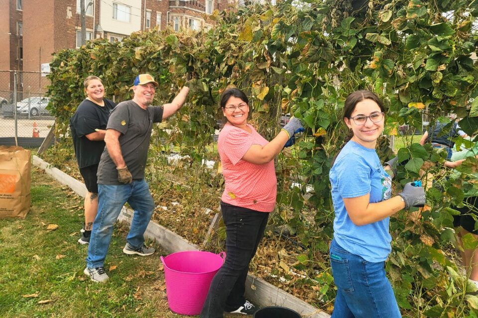 People pruning trees