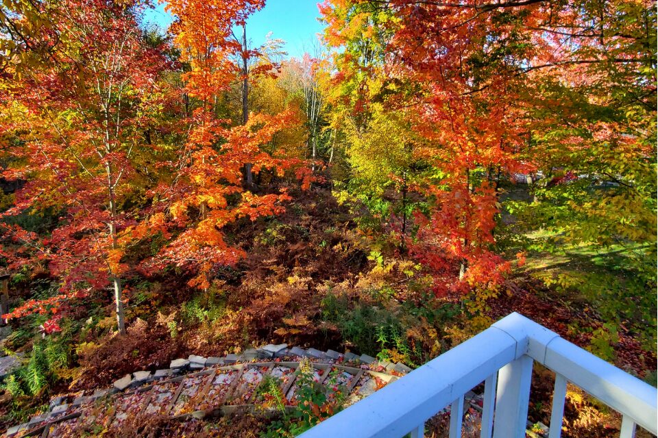 Fall leaves in the woods
