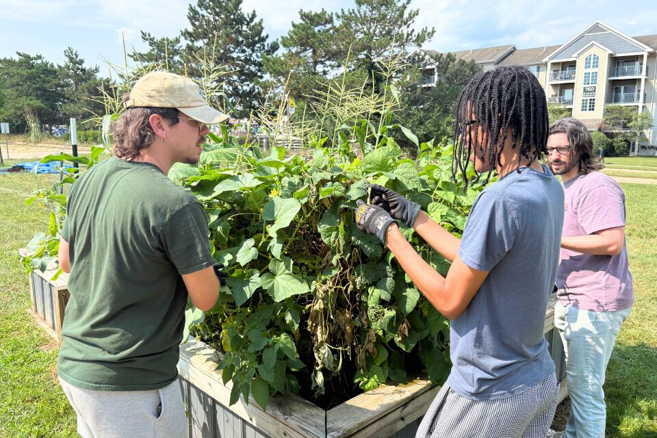 Planting a raised bed garden