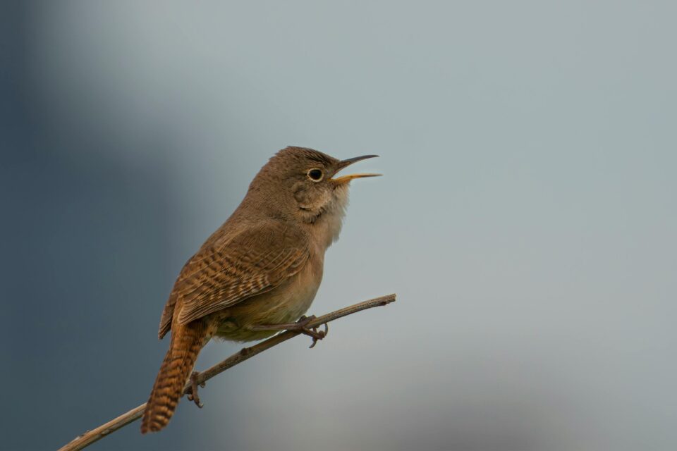 Bird singing