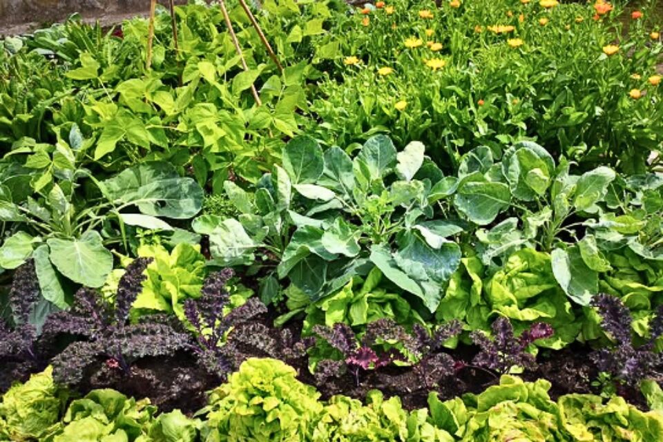 Fresh green vegetables laid out in rows