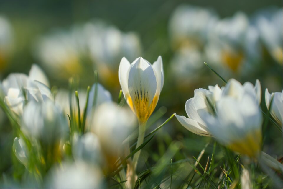 Spring crocuses