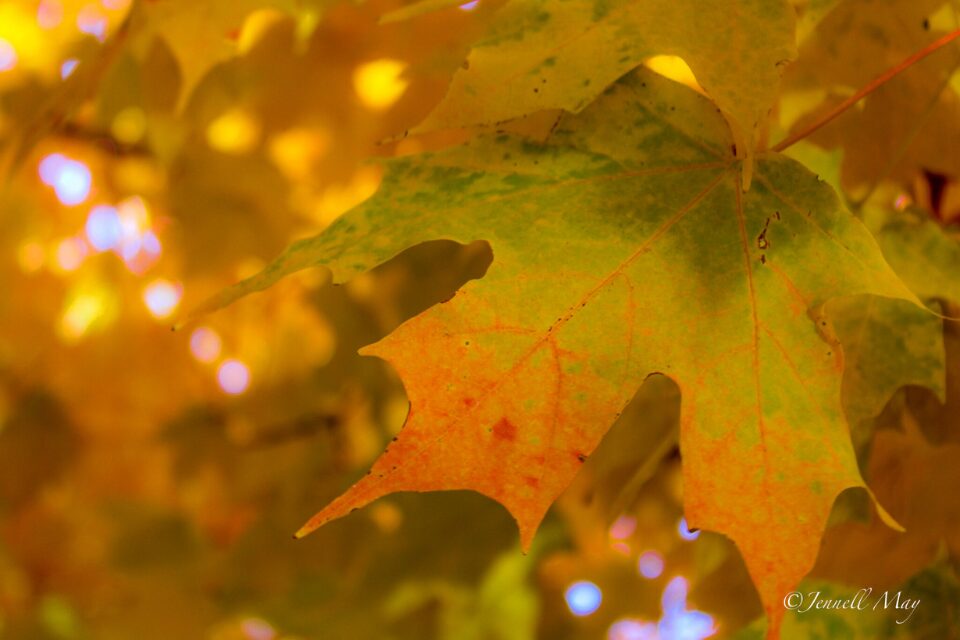 Fall leaves