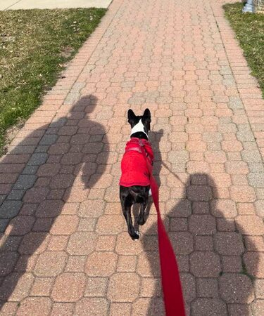 Man walking dog on a leash
