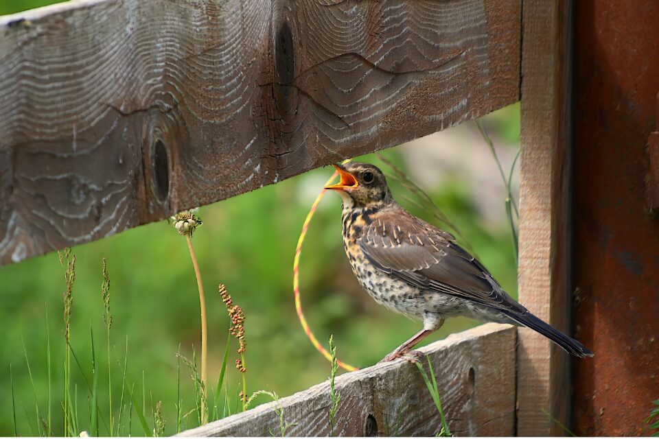 Wood thrush singing on a fence
