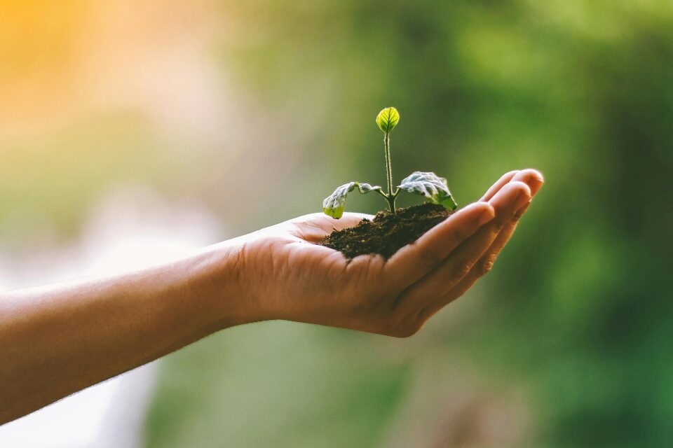 Person holding a seedling in hand