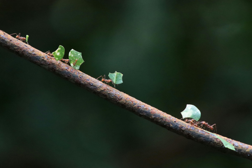 Ants carrying pieces of a leaf