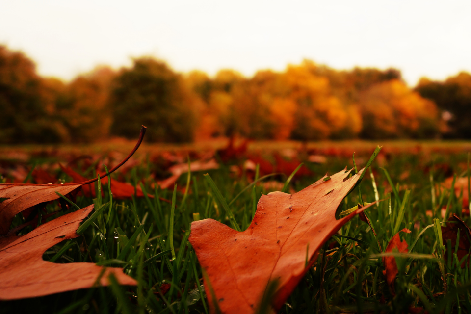 Fall leaves on the ground